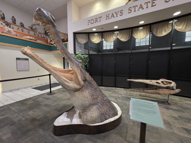 Fort Hays State to close Sternberg Museum, home of popular collection of fossils, paleontology exhibits